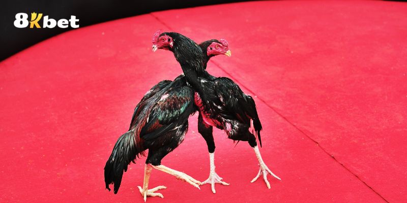 Luật chọi gà đòn cực kỳ rõ ràng